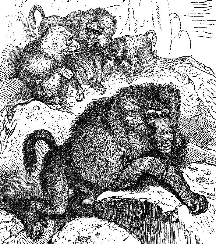 Hamadryas狒狒猴(Papio Hamadryas) - 19世纪